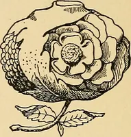 Picture 197 of 254 from Sun dials and roses of yesterday; garden delights which are here displayed in every truth and are moreover regarded as emblems (1902), leaf 433