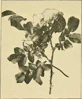 An illustration from Sun dials and roses of yesterday; garden delights which are here displayed in every truth and are moreover regarded as emblems (1902)
