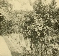 Picture 206 of 254 from Sun dials and roses of yesterday; garden delights which are here displayed in every truth and are moreover regarded as emblems (1902), leaf 444