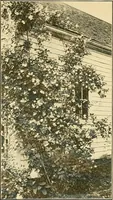 Picture 208 of 254 from Sun dials and roses of yesterday; garden delights which are here displayed in every truth and are moreover regarded as emblems (1902), leaf 448