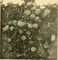 Picture 209 of 254 from Sun dials and roses of yesterday; garden delights which are here displayed in every truth and are moreover regarded as emblems (1902), leaf 450
