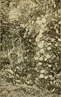 An illustration from Sun dials and roses of yesterday; garden delights which are here displayed in every truth and are moreover regarded as emblems (1902)
