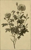 Picture 213 of 254 from Sun dials and roses of yesterday; garden delights which are here displayed in every truth and are moreover regarded as emblems (1902), leaf 461