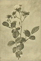 An illustration from Sun dials and roses of yesterday; garden delights which are here displayed in every truth and are moreover regarded as emblems (1902)