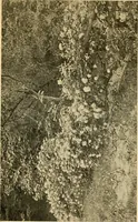 An illustration from Sun dials and roses of yesterday; garden delights which are here displayed in every truth and are moreover regarded as emblems (1902)