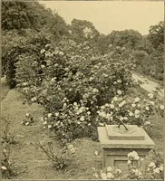 Picture 244 of 254 from Sun dials and roses of yesterday; garden delights which are here displayed in every truth and are moreover regarded as emblems (1902), leaf 538