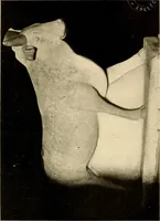 An illustration from Sun lore of all ages; a collection of myths and legends concerning the sun and its worship (1914)