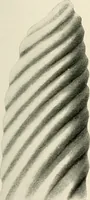 An illustration from Surgery of the lung (1913)