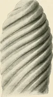 An illustration from Surgery of the lung (1913)
