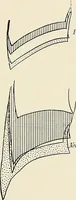 An illustration from Surgery of the lung (1913)