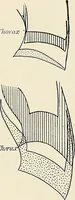 An illustration from Surgery of the lung (1913)