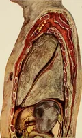 An illustration from Surgery of the lung (1913)