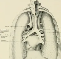 An illustration from Surgery of the lung (1913)
