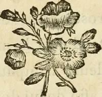 An illustration from Lettres sur l'Italie en 1785 (1788)