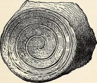 An illustration from Surrey archaeological collections, relating to the history and antiquities of the county (1907)