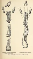 An illustration from Surrey archaeological collections, relating to the history and antiquities of the county (1908)