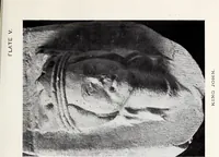 Picture 17 of 39 from Surrey archaeological collections, relating to the history and antiquities of the county (1911), leaf 148