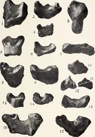 An illustration from Surrey archaeological collections, relating to the history and antiquities of the county (1911)