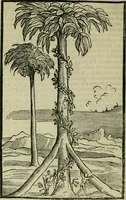 An illustration from Svmmario de la generale historia de l'Indie occidentali : cavato da libri scritti dal signor don Pietro Martyre, del Consignio delle Indie della maesta de l'imperadore, et da molte altre particvlari relationi (1534)