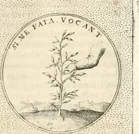 An illustration from Symbola diuina & humana pontificum, imperatorum, regum (1652)