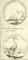 An illustration from Symbola diuina & humana pontificum, imperatorum, regum (1601)