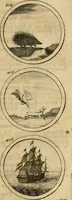 Picture 77 of 169 from Symbola et emblemata (1705), leaf 146