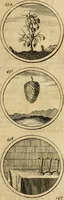 An illustration from Symbola et emblemata (1705)