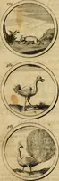 Picture 119 of 169 from Symbola et emblemata (1705), leaf 198