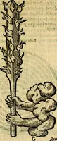 An illustration from Symbola heroica (1583)