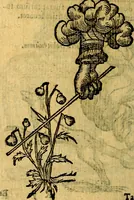 Picture 92 of 213 from Symbola heroica (1583), leaf 157