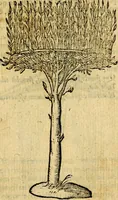 An illustration from Symbola heroica (1583)