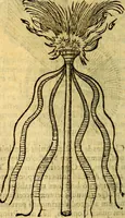 An illustration from Symbola heroica (1583)
