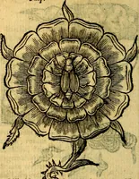 An illustration from Symbola heroica (1583)