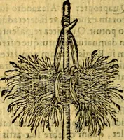 An illustration from Symbola heroica (1583)