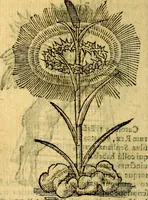 An illustration from Symbola heroica (1583)