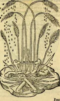 An illustration from Symbola heroica (1583)