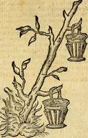 Picture 26 of 213 from Symbola heroica (1583), leaf 56