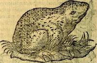 An illustration from Symbola heroica (1583)