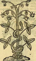 Picture 41 of 213 from Symbola heroica (1583), leaf 76