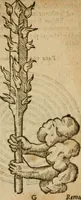 An illustration from Symbola heroica m. Clavdii Paradini, Belliiocensis canonici, et d. Gabrielis Symeonis : multo, quàm antea, fidelius de gallica lingua in latinam conuersa (1600)
