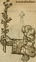 Picture 73 of 210 from Symbola heroica m. Clavdii Paradini, Belliiocensis canonici, et d. Gabrielis Symeonis : multo, quàm antea, fidelius de gallica lingua in latinam conuersa (1600), leaf 122