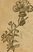 An illustration from Symbola heroica m. Clavdii Paradini, Belliiocensis canonici, et d. Gabrielis Symeonis : multo, quàm antea, fidelius de gallica lingua in latinam conuersa (1600)