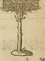 An illustration from Symbola heroica m. Clavdii Paradini, Belliiocensis canonici, et d. Gabrielis Symeonis : multo, quàm antea, fidelius de gallica lingua in latinam conuersa (1600)