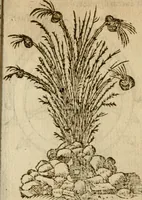 An illustration from Symbola heroica m. Clavdii Paradini, Belliiocensis canonici, et d. Gabrielis Symeonis : multo, quàm antea, fidelius de gallica lingua in latinam conuersa (1600)
