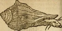 An illustration from Symbola heroica m. Clavdii Paradini, Belliiocensis canonici, et d. Gabrielis Symeonis : multo, quàm antea, fidelius de gallica lingua in latinam conuersa (1600)