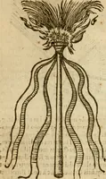 An illustration from Symbola heroica m. Clavdii Paradini, Belliiocensis canonici, et d. Gabrielis Symeonis : multo, quàm antea, fidelius de gallica lingua in latinam conuersa (1600)