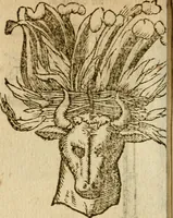 An illustration from Symbola heroica m. Clavdii Paradini, Belliiocensis canonici, et d. Gabrielis Symeonis : multo, quàm antea, fidelius de gallica lingua in latinam conuersa (1600)