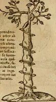 An illustration from Symbola heroica m. Clavdii Paradini, Belliiocensis canonici, et d. Gabrielis Symeonis : multo, quàm antea, fidelius de gallica lingua in latinam conuersa (1600)