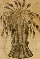 An illustration from Symbola heroica m. Clavdii Paradini, Belliiocensis canonici, et d. Gabrielis Symeonis : multo, quàm antea, fidelius de gallica lingua in latinam conuersa (1600)