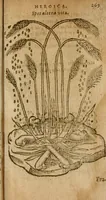 An illustration from Symbola heroica m. Clavdii Paradini, Belliiocensis canonici, et d. Gabrielis Symeonis : multo, quàm antea, fidelius de gallica lingua in latinam conuersa (1600)